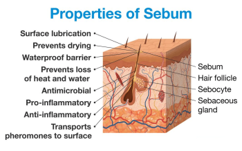 What is Sebum & it’s functional