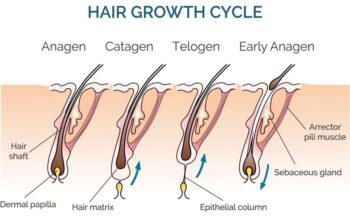 What is the structure of hair and how does it grow